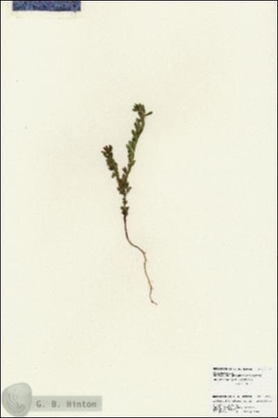URN_catalog_HBHinton_herbarium_25971.jpg.jpg