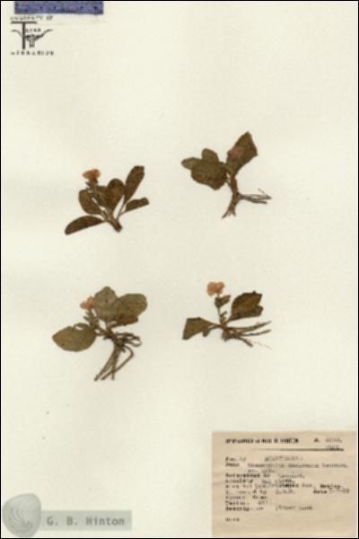 URN_catalog_HBHinton_herbarium_4292.jpg.jpg