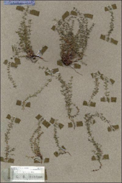 URN_catalog_HBHinton_herbarium_19003.jpg.jpg