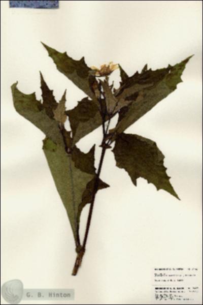 URN_catalog_HBHinton_herbarium_24443.jpg.jpg