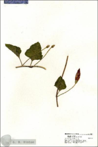 URN_catalog_HBHinton_herbarium_20363.jpg.jpg