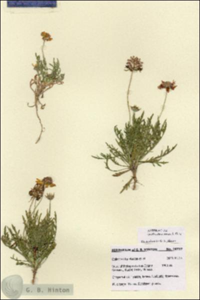 URN_catalog_HBHinton_herbarium_28737.jpg.jpg