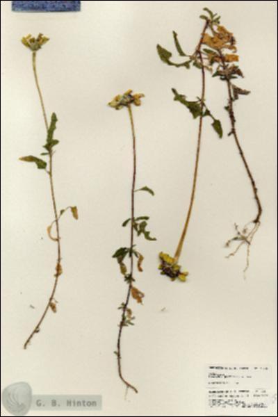 URN_catalog_HBHinton_herbarium_24865.jpg.jpg