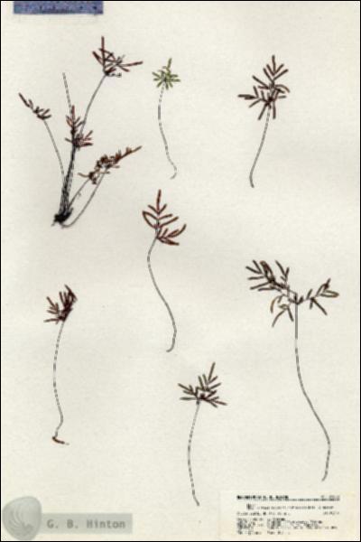 URN_catalog_HBHinton_herbarium_21042.jpg.jpg
