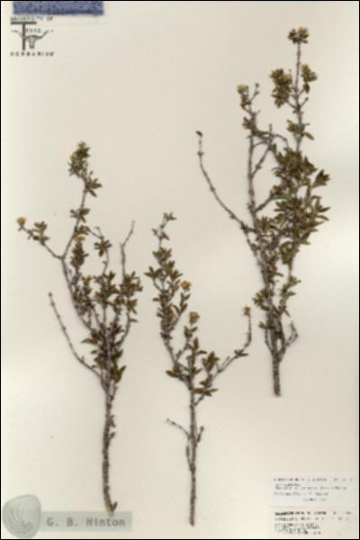 URN_catalog_HBHinton_herbarium_25500.jpg.jpg