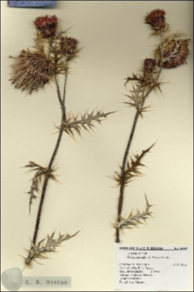 URN_catalog_HBHinton_herbarium_18909.jpg.jpg