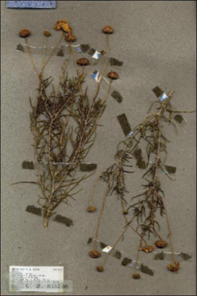 URN_catalog_HBHinton_herbarium_19477.jpg.jpg