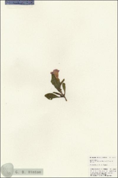 URN_catalog_HBHinton_herbarium_25386.jpg.jpg
