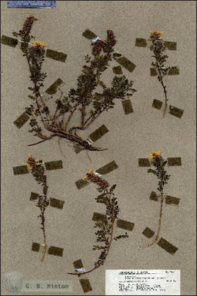 URN_catalog_HBHinton_herbarium_19821.jpg.jpg