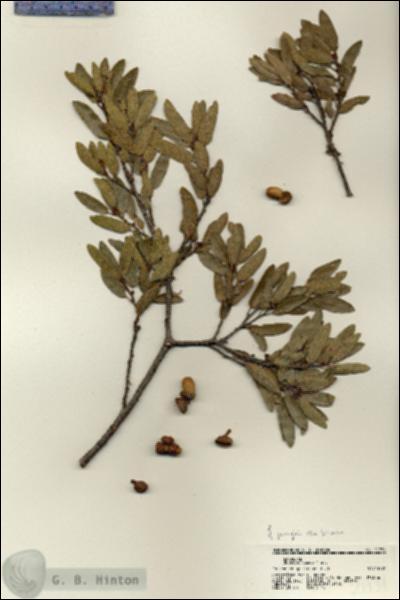 URN_catalog_HBHinton_herbarium_21734.jpg.jpg