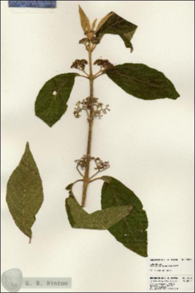URN_catalog_HBHinton_herbarium_24509.jpg.jpg