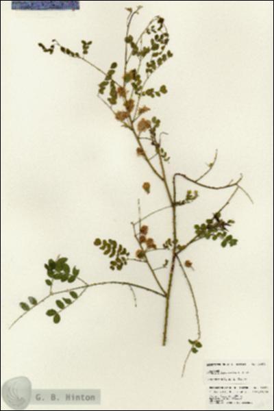URN_catalog_HBHinton_herbarium_24621.jpg.jpg
