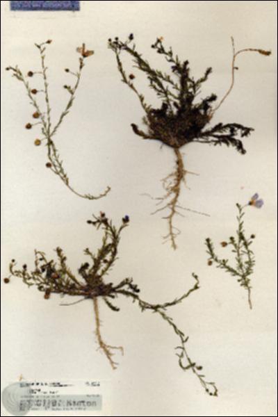 URN_catalog_HBHinton_herbarium_20759.jpg.jpg