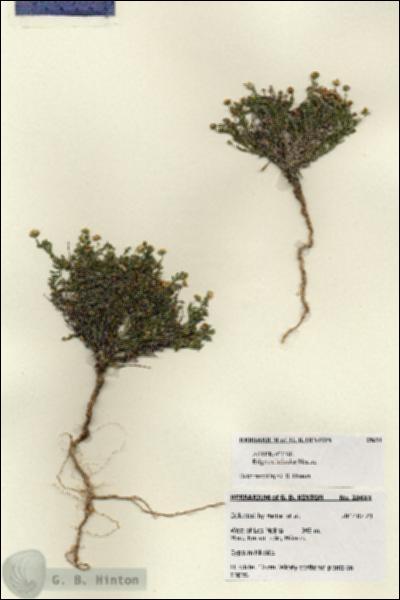 URN_catalog_HBHinton_herbarium_28611.jpg.jpg