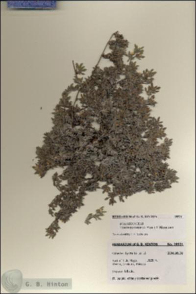URN_catalog_HBHinton_herbarium_28531.jpg.jpg