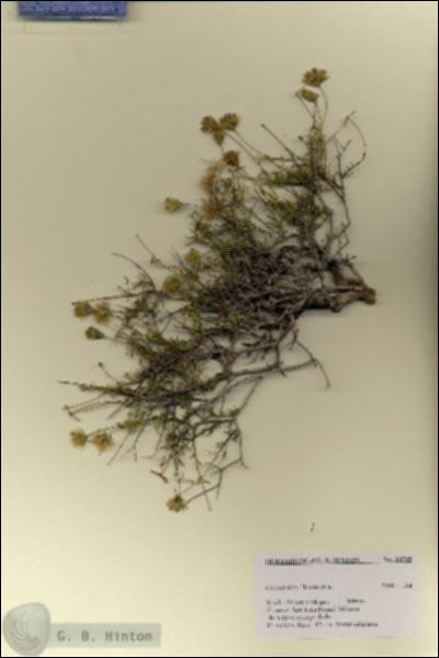 URN_catalog_HBHinton_herbarium_28795.jpg.jpg