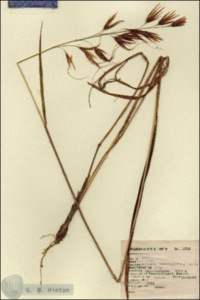 URN_catalog_HBHinton_herbarium_2793.jpg.jpg