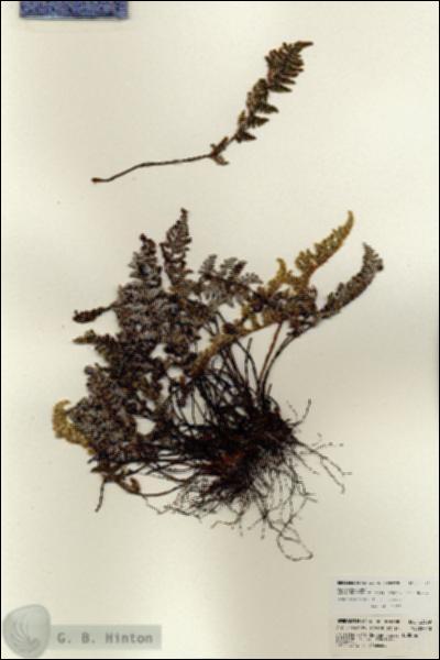 URN_catalog_HBHinton_herbarium_23339.jpg.jpg