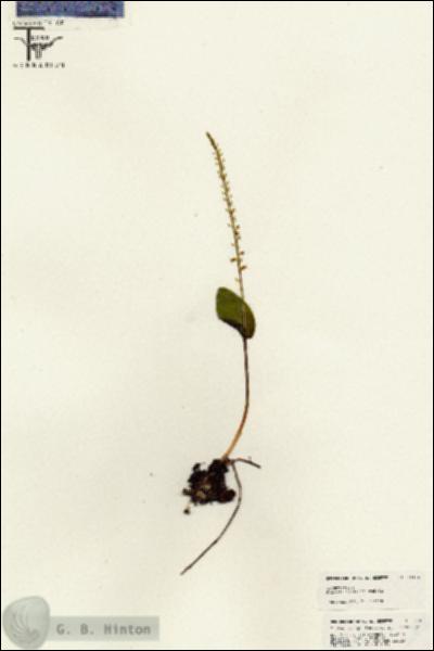 URN_catalog_HBHinton_herbarium_25438.jpg.jpg