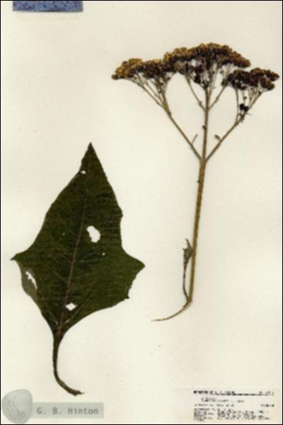 URN_catalog_HBHinton_herbarium_21313.jpg.jpg