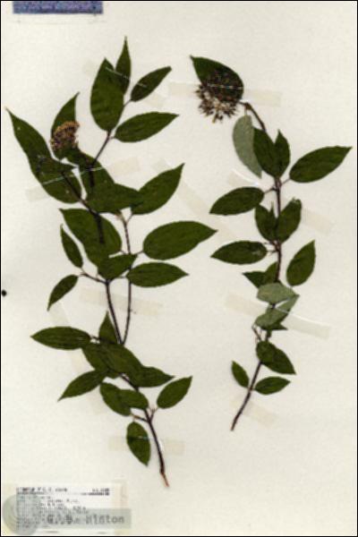 URN_catalog_HBHinton_herbarium_19455.jpg.jpg