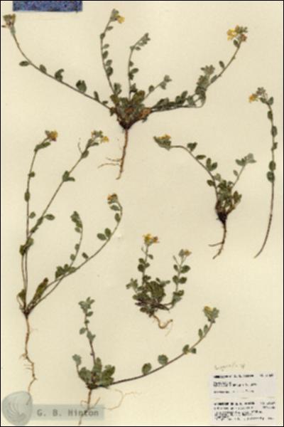 URN_catalog_HBHinton_herbarium_21820.jpg.jpg
