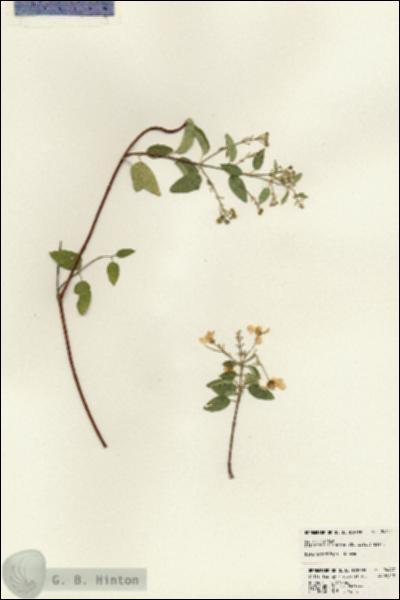 URN_catalog_HBHinton_herbarium_24447.jpg.jpg