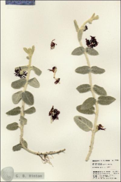 URN_catalog_HBHinton_herbarium_23755.jpg.jpg