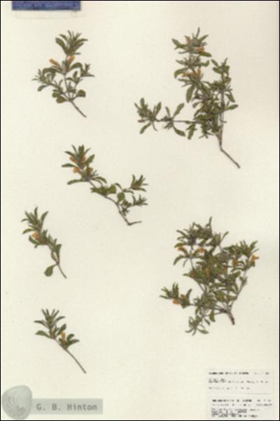 URN_catalog_HBHinton_herbarium_25341.jpg.jpg