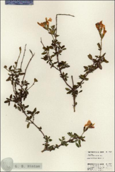 URN_catalog_HBHinton_herbarium_23949.jpg.jpg
