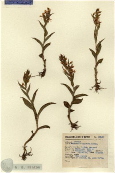 URN_catalog_HBHinton_herbarium_15102.jpg.jpg