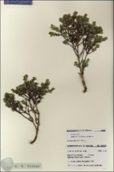 URN_catalog_HBHinton_herbarium_28223.jpg.jpg