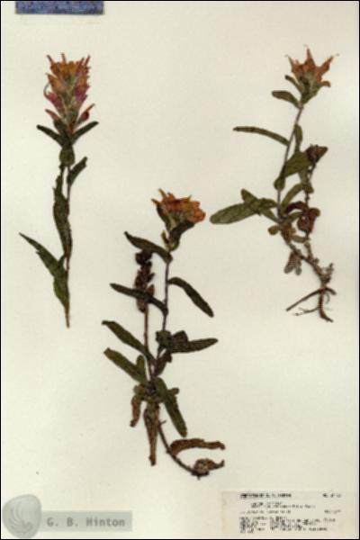 URN_catalog_HBHinton_herbarium_21726.jpg.jpg