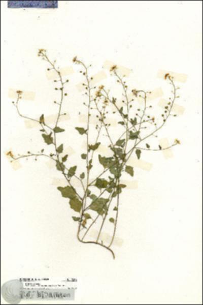 URN_catalog_HBHinton_herbarium_20164.jpg.jpg
