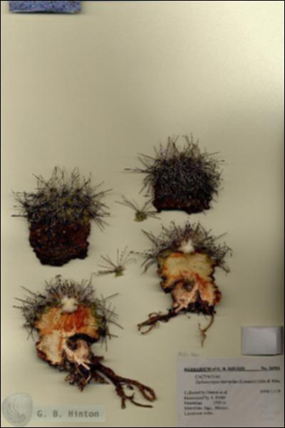 URN_catalog_HBHinton_herbarium_26901.jpg.jpg