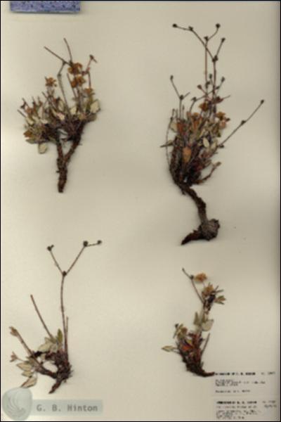 URN_catalog_HBHinton_herbarium_22801.jpg.jpg