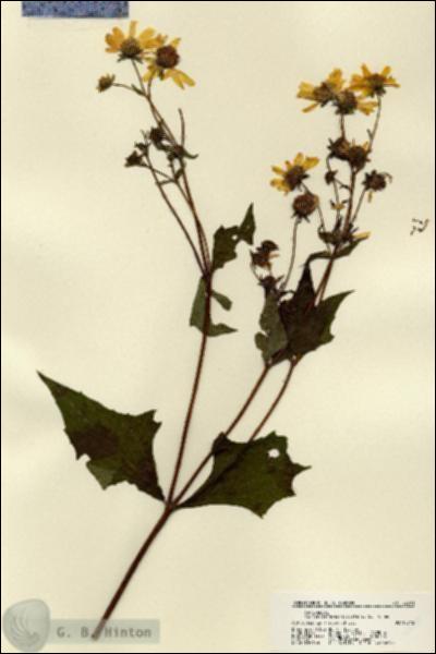 URN_catalog_HBHinton_herbarium_22501.jpg.jpg