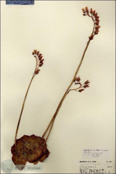 URN_catalog_HBHinton_herbarium_22075.jpg.jpg