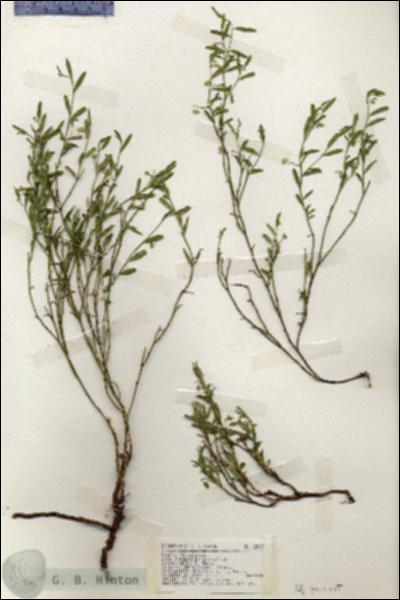 URN_catalog_HBHinton_herbarium_18967.jpg.jpg