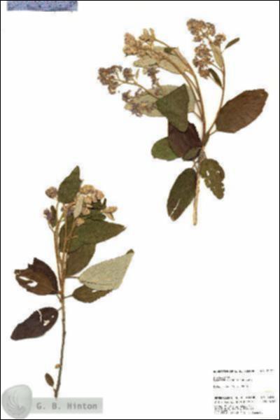 URN_catalog_HBHinton_herbarium_22911.jpg.jpg