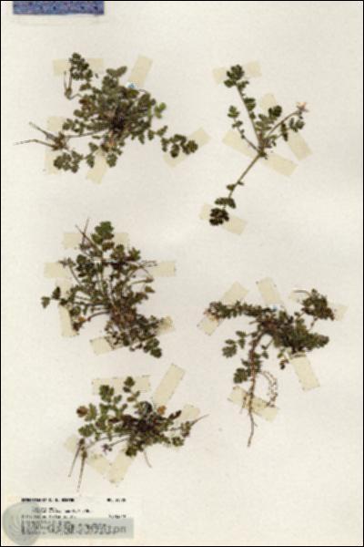 URN_catalog_HBHinton_herbarium_20105.jpg.jpg