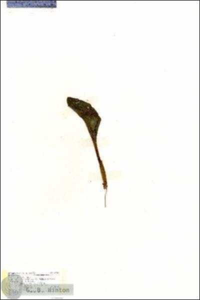 URN_catalog_HBHinton_herbarium_19167.jpg.jpg