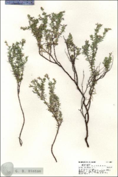 URN_catalog_HBHinton_herbarium_20821.jpg.jpg