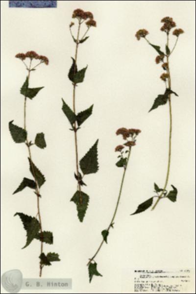 URN_catalog_HBHinton_herbarium_21598.jpg.jpg