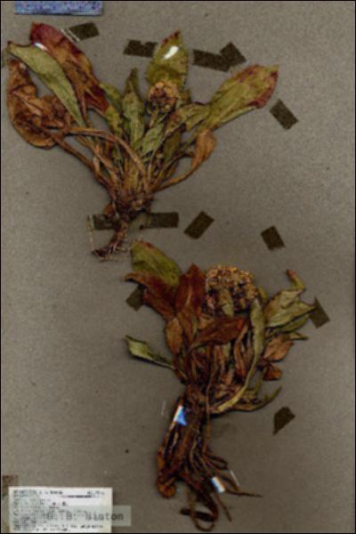 URN_catalog_HBHinton_herbarium_19326.jpg.jpg