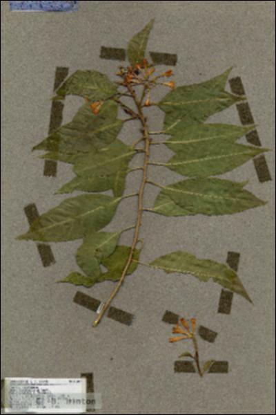 URN_catalog_HBHinton_herbarium_17505.jpg.jpg