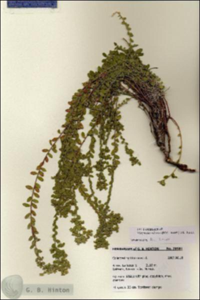 URN_catalog_HBHinton_herbarium_28581.jpg.jpg