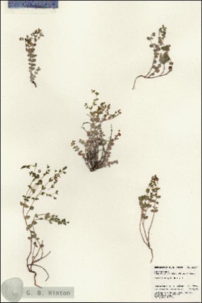 URN_catalog_HBHinton_herbarium_23334.jpg.jpg