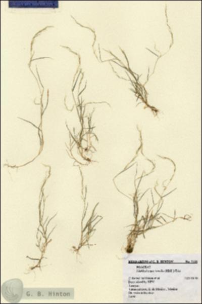 URN_catalog_HBHinton_herbarium_5118.jpg.jpg