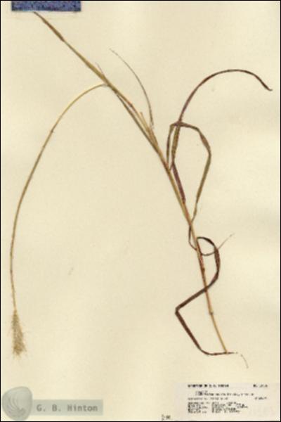 URN_catalog_HBHinton_herbarium_21503.jpg.jpg